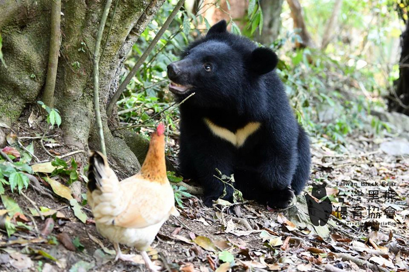 台湾ソフトパワー - 2019-05-14　南安小グマとタイワンツキノワグマの保護に取り組む女性ら