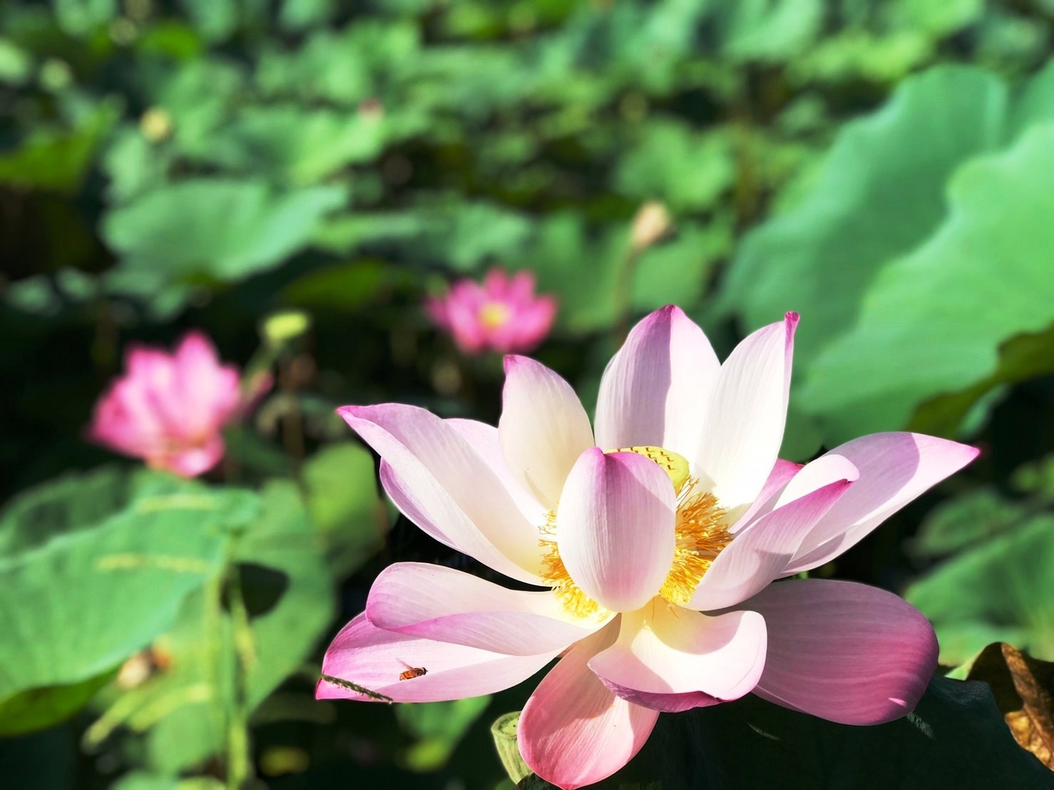 よもやま台湾 - 2019-07-02　台南市白河区、ハス祭り開催中