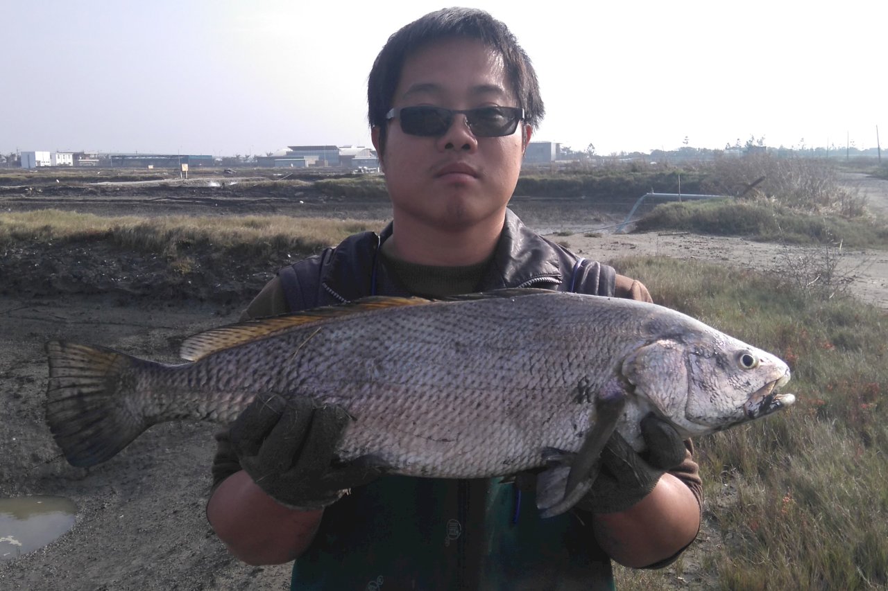 ナルワンアワー（2019-07-08）高級魚オオニベ養殖、3年内で量産できる見込み