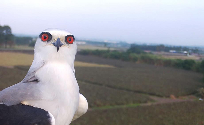 よもやま台湾（2019-10-08）鷹で田んぼのネズミを退治、タカ農法が話題