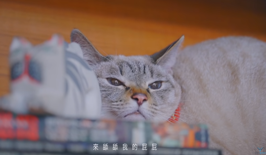 ミュージックステーション（2021-02-22）猫の日に猫の歌を楽しもう！