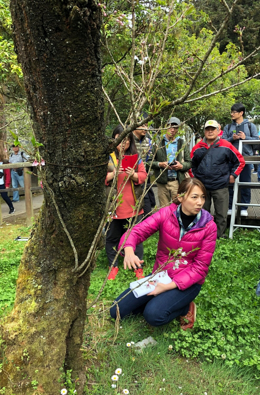 台湾ソフトパワー - 2021-03-02_台湾初の女性「樹木医」、詹鳳春さん