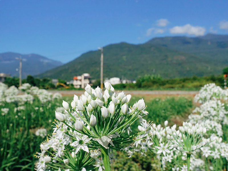きょうのキーワード（2021-09-10）「韭菜（ニラ）」：9月の雪、株式市場でも使われる？