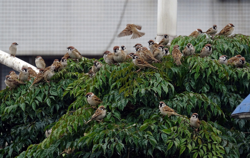 きょうのキーワード（木曜日） - 2021-11-25_　「麻雀變鳳凰」
