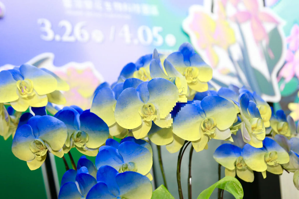 宝島再発見 - 2022-03-12_台湾国際らん見本市、3/26-4/5開催へ