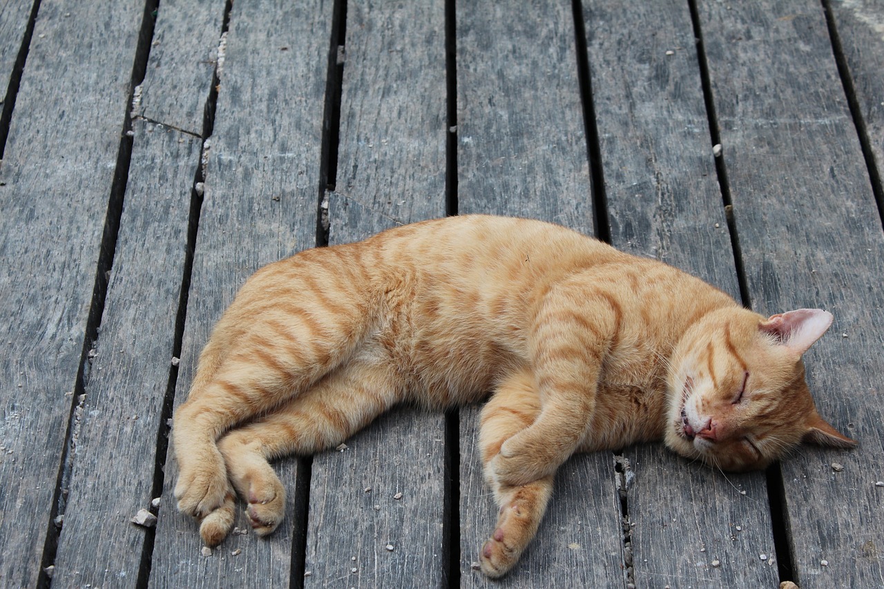 ミュージックステーション - 2023-02-20_「猫の日（2/22）」にちなみ“猫”に関する曲特集！