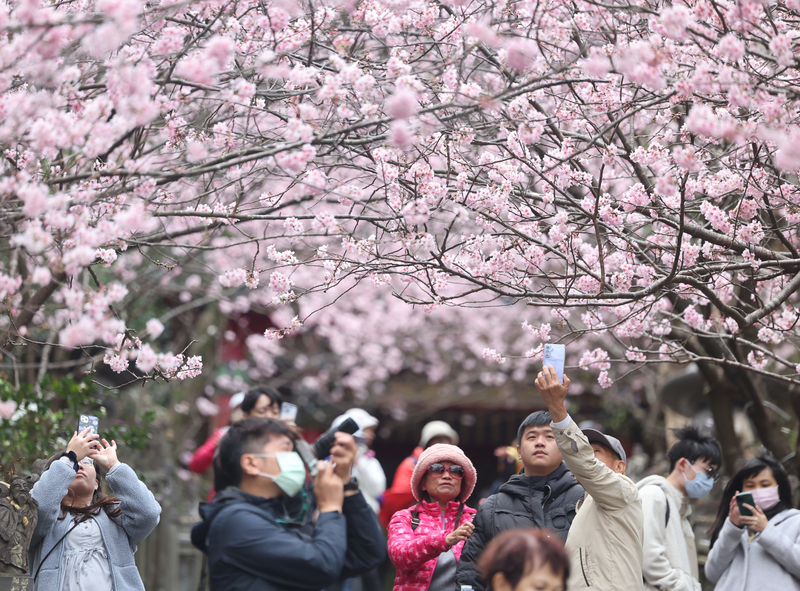 GO GO台湾 - 2024-02-17_台湾の桜スポット