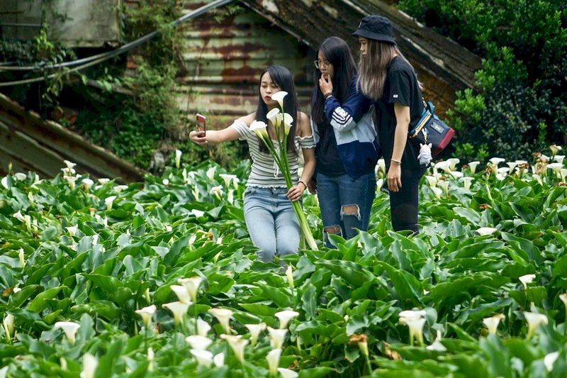 GO GO台湾 - 2024-04-13_海芋季