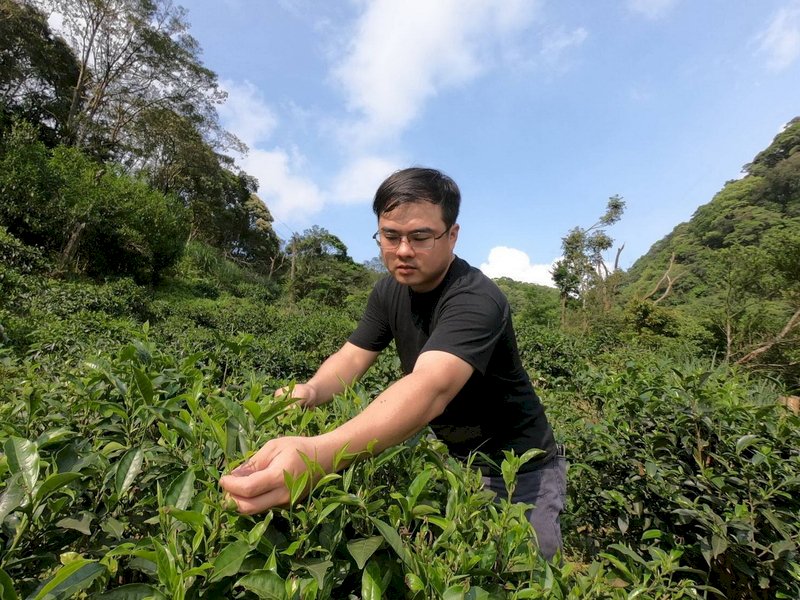 タイムトリップ（時空の旅） - 2024-09-28_台湾の紅茶　三峡のお茶の歴史