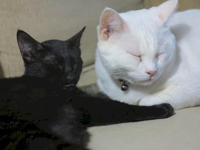 きょうのキーワード(木曜日) - 2024-12-19_指定犬貓為應辦理登記之寵_ きょうのキーワード(木曜日) - 2024-12-19_指定犬貓為應辦理登記之寵_