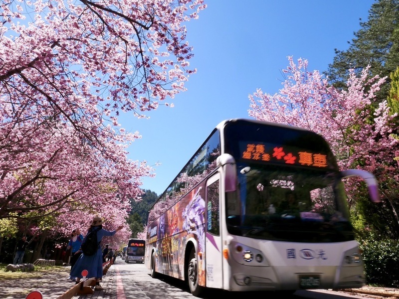 GO GO台湾 - 2025-02-22_台湾の桜スポット