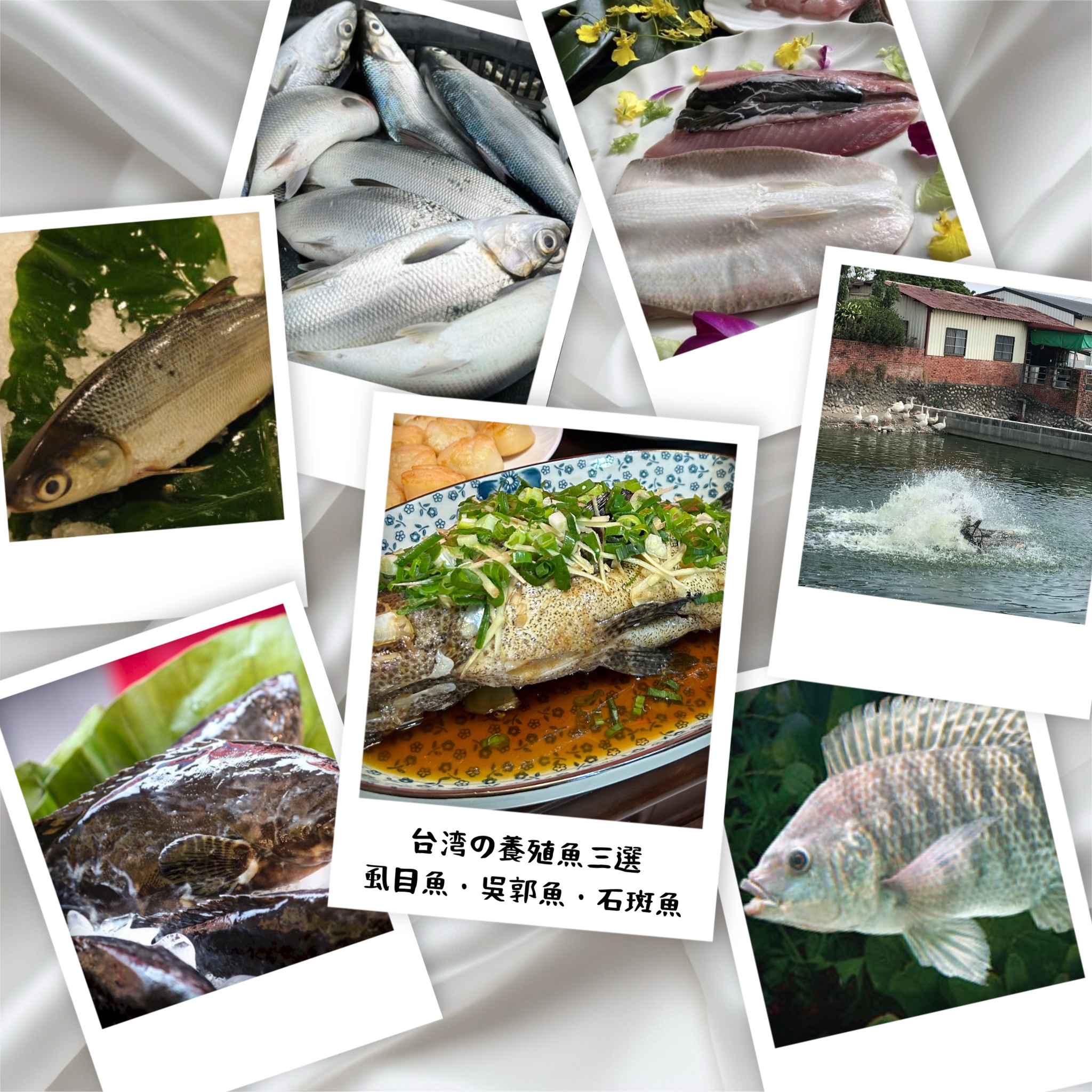 馬場克樹の「とっても台湾」（爸爸桑的「非常台灣」） - 2025-06-15-台湾の養殖魚三選