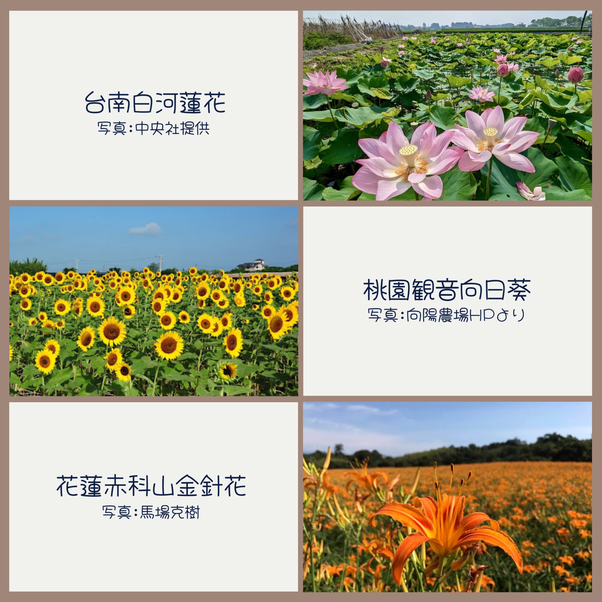 馬場克樹の「とっても台湾」（爸爸桑的「非常台灣」） - 2025-06-08-台湾の夏を彩る花たち