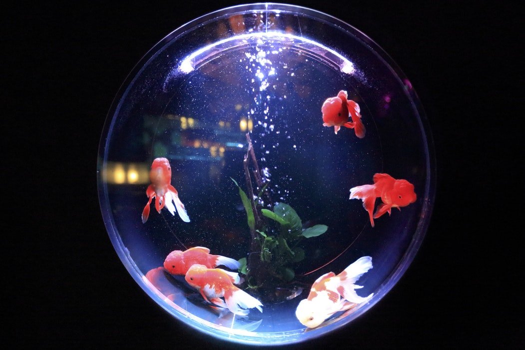 きょうのキーワード（木曜日） - 2025-05-29_杯底毋通飼金魚