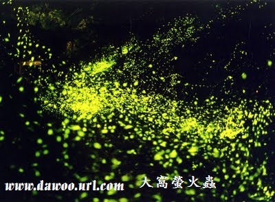 宝島再発見（2014/04/19）　圧巻！満天のホタル