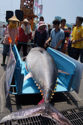 宝島再発見（2014/05/03）クロマグロの季節、漁港で海の幸を堪能！