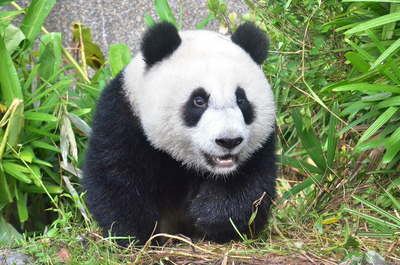台湾ミニ百科（2014/11/5）創立百周年を迎えた台北市立動物園