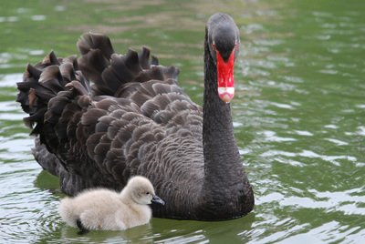 黒鳥の家族、名前公募は「黒絲絨」がリード