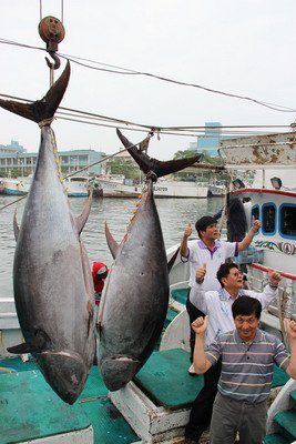 台日漁業協定発効一周年、台湾漁獲増加