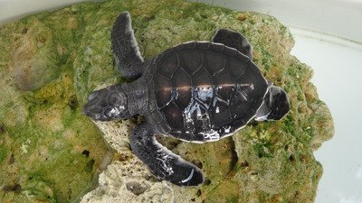 澎湖南方の四島国家公園、6月にも発足