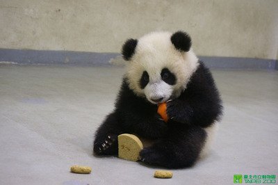 赤ちゃんパンダ、「豪勢な」食事で端午節過ごす