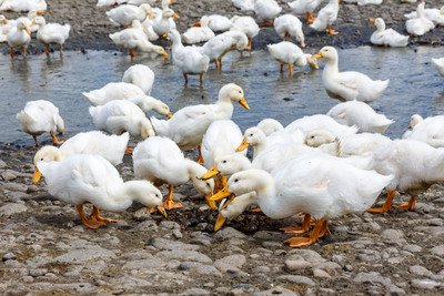 台湾初の湿地バンク、桃園県に誕生