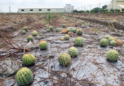 6月上旬の豪雨被害額は2500万台湾元