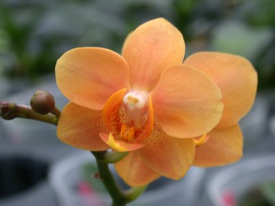 農委会、橙色の胡蝶蘭開発に成功