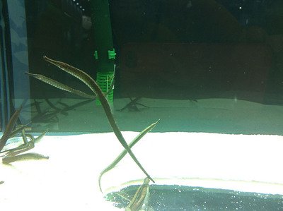 海生館、オイランヨウジ繁殖に世界で初めて成功