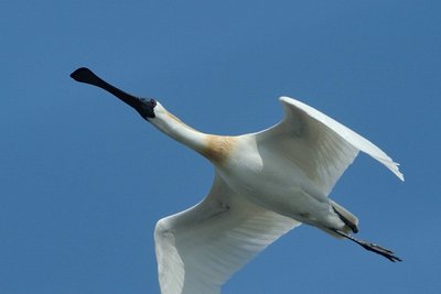 千羽のクロツラヘラサギが台湾に飛来