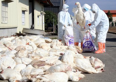 OIE「H5N2型鳥インフルは人間に感染せず」