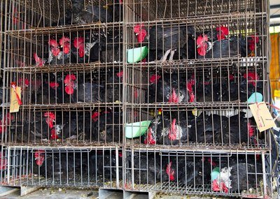 鳥インフル、新たな感染抑制の模様