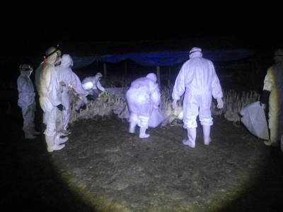 鳥インフルで新たにH5N3型見つかる