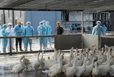 鳥インフル、雲林県ではガチョウの被害広がる