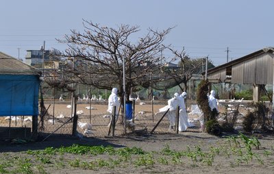 政府、鳥インフル感染防止策を23日に公表へ