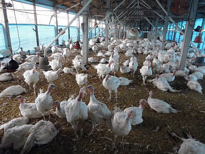 鳥インフル、新竹県でも感染確認