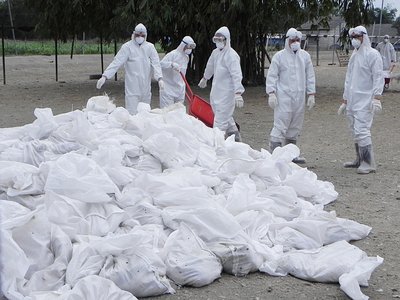 鳥インフルで台湾のガチョウほぼ全滅も