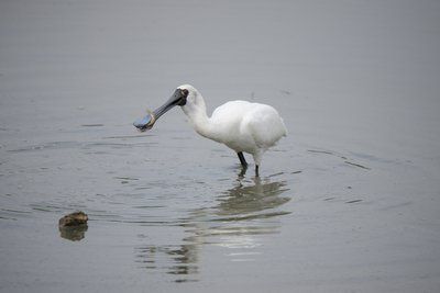 クロツラヘラサギ、6割が台湾で越冬