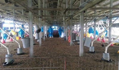 鳥インフル、雲林で鶏1.7万羽処分