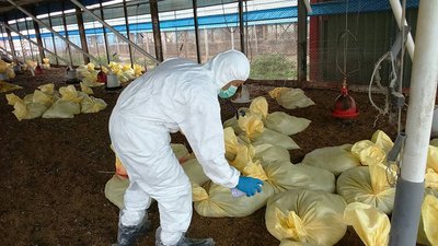 鳥インフル、彰化県で1万羽を殺処分
