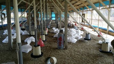 台南市で鳥インフル、5800羽処分
