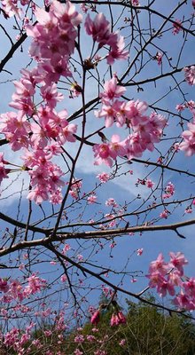 阿里山フラワーフェア開幕、桜に注目