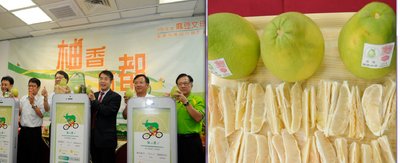中秋節の風物詩、文旦、生産量が1割減