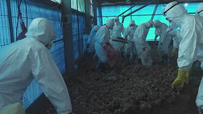 農委会、H5N6の防止で地方に協力呼びかけ