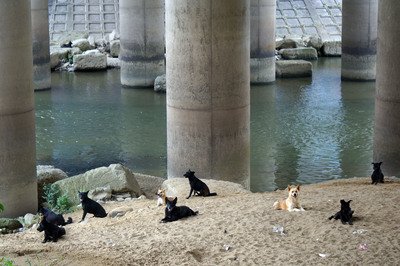 野良犬･猫の処分停止で農委会が支援