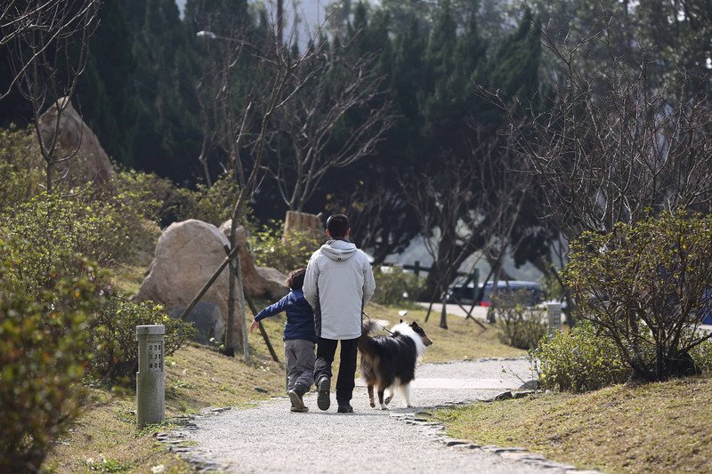 陽明山フラワーフェス、まず椿など