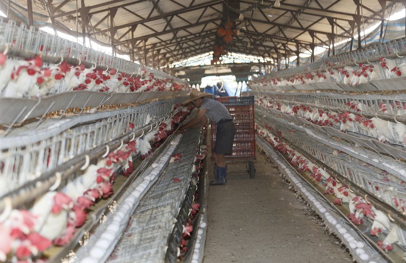 鳥インフル対抗で家禽の処理を停止