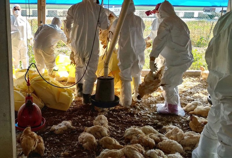 H5N6型インフル、6県・市に拡大