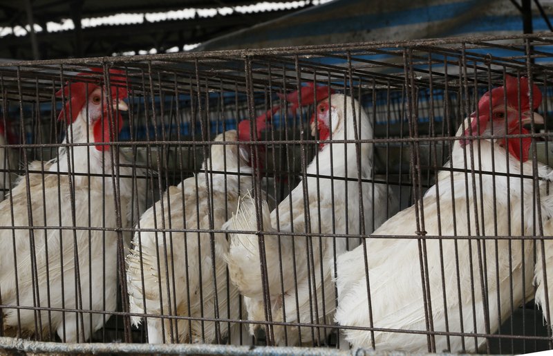 鳥インフル対策、家禽の移動等解禁