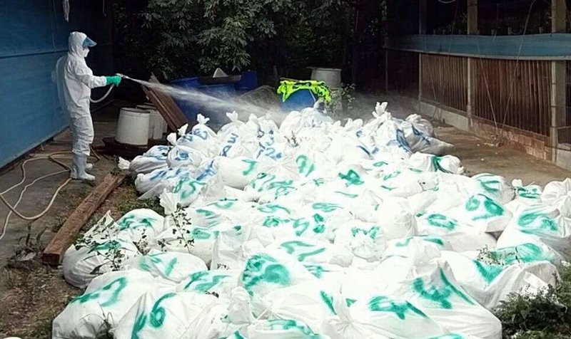 鳥インフル、家禽の殺処分が続く